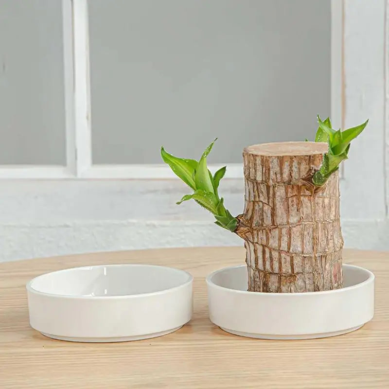 Brazilian Wood Plant Tray Holder for Purifying Indoor Air Hydroponic Wood Tree Bamboo plastic Bottom Tray for Desktop Decoration