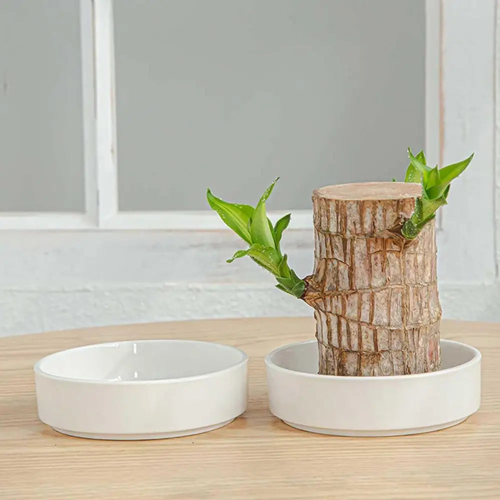 Brazilian Wood Plant Tray Holder for Purifying Indoor Air Hydroponic Wood Tree Bamboo plastic Bottom Tray for Desktop Decoration