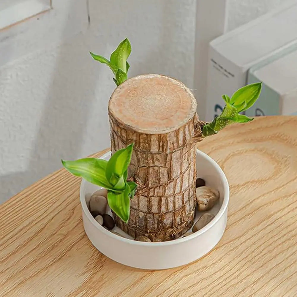 Brazilian Wood Plant Tray Holder for Purifying Indoor Air Hydroponic Wood Tree Bamboo plastic Bottom Tray for Desktop Decoration
