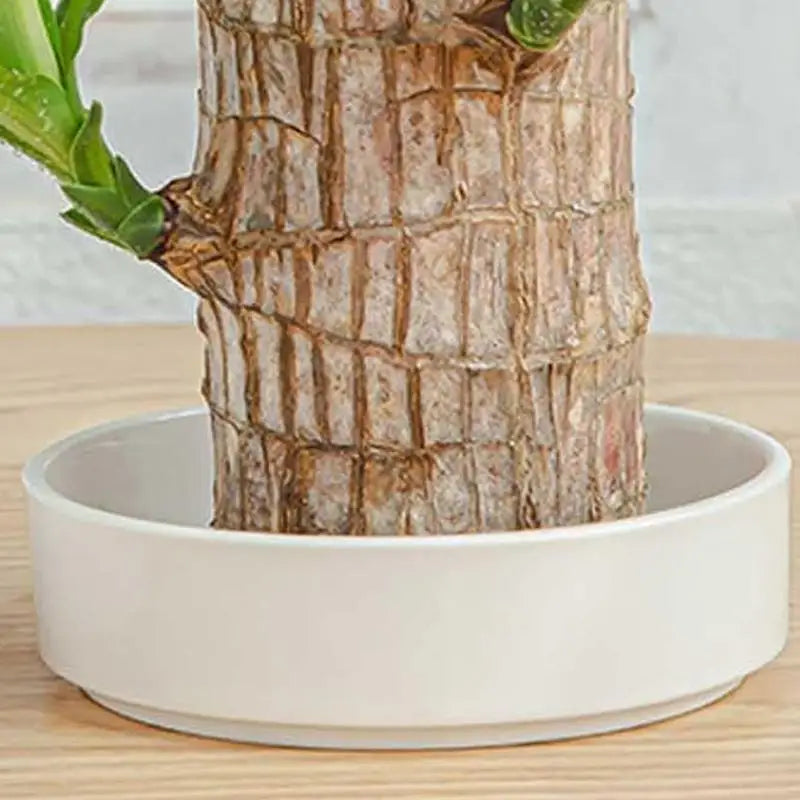 Brazilian Wood Plant Tray Holder for Purifying Indoor Air Hydroponic Wood Tree Bamboo plastic Bottom Tray for Desktop Decoration