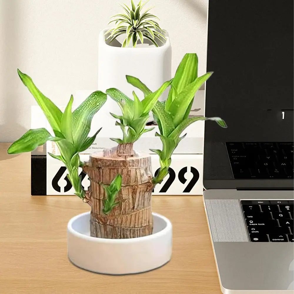 Brazilian Wood Plant Tray Holder for Purifying Indoor Air Hydroponic Wood Tree Bamboo plastic Bottom Tray for Desktop Decoration